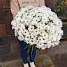 25 кустовых Хризантем