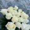 Роза 90 см Одноголовая  Белая (Эквадор)