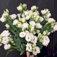 Эустома 11шт под ленту