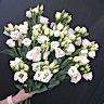 Эустома 15шт под ленту
