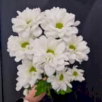 Хризантема Кустовая Ромашка 1шт